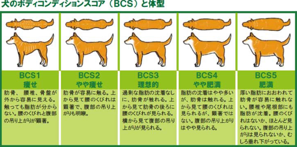犬のボディコンディションスコア(BCS)と体型