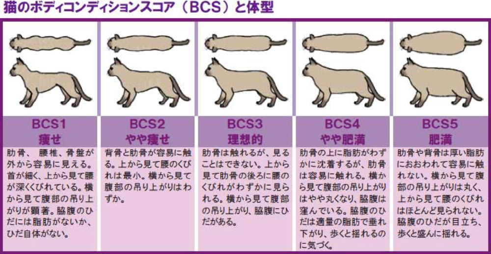 猫のボディコンディションスコア(BCS)と体型